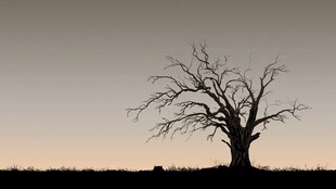 黄昏下的孤独枯树