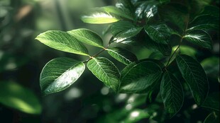 阳光下的翠绿叶片