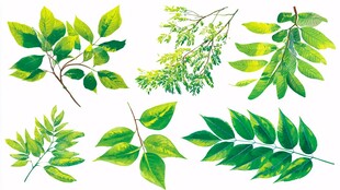 水彩绘绿叶素材集合