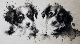 黑白水彩风的可爱双小狗