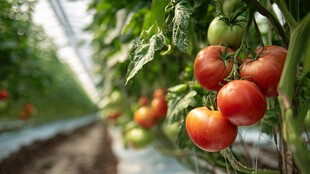 温室里饱满诱人的西红柿