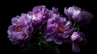 紫韵牡丹 尽显优雅风姿