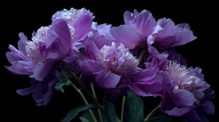 紫色芍药花特写