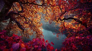 秋日溪边绚烂红叶之景