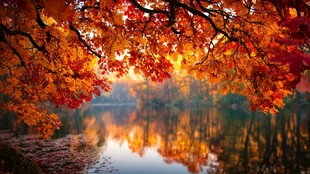 秋日湖畔绚烂红叶美景