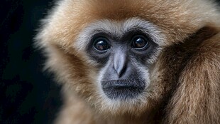 金颊长臂猿特写