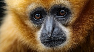 金丝猴特写 灵动的珍稀生灵