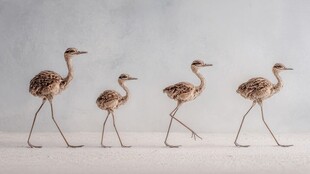 四只雏鸟并排优雅行走