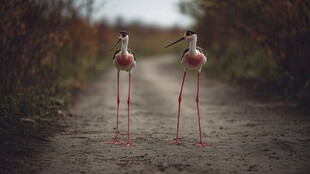 双长脚鹬立于乡间小路