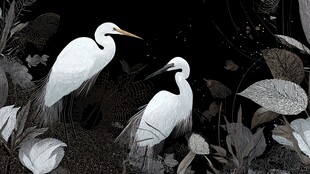 双鹭栖于繁茂植物间