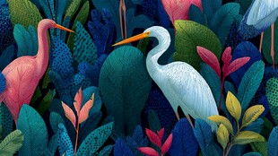 鹭鸟与火烈鸟的丛林奇遇