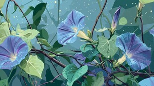 蓝紫色牵牛花的梦幻景致