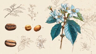 咖啡植物与果实手绘插画