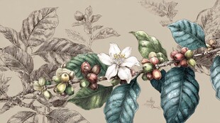 咖啡树花朵与果实特写