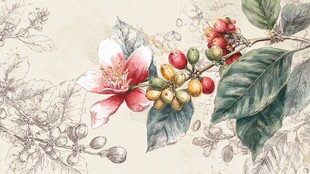 手绘咖啡花与果实插画