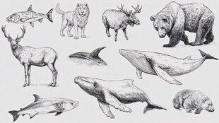 手绘多样野生动物集合