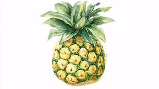 手绘水彩风新鲜菠萝插画