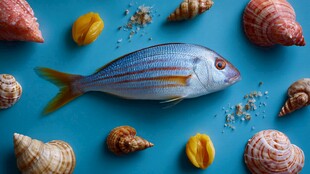 蓝底上的鲜鱼与多彩贝壳