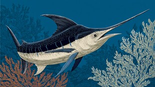 海洋中游弋的剑鱼