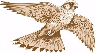飞翔的鹰插画
