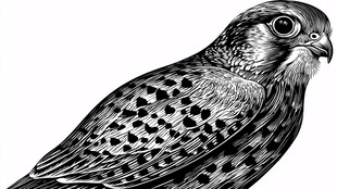 黑白绘猎隼