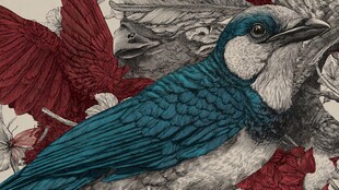 蓝羽飞鸟与多彩羽翼景象