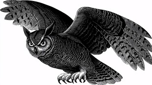 展翅翱翔的威严猫头鹰