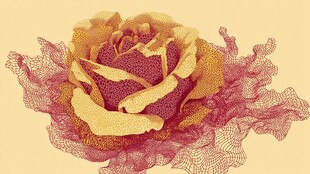 金色蕾丝玫瑰梦幻插画