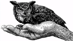 手托猫头鹰的黑白插画