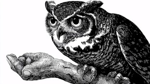 手托猫头鹰的黑白插画