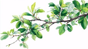 翠绿枝叶水彩画