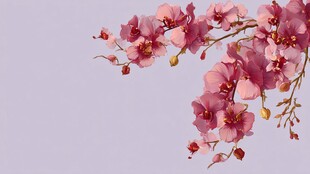 粉色兰花枝 淡雅花卉景