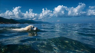海中游弋的白色狗狗