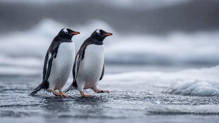 雪地漫步的两只巴布亚企鹅