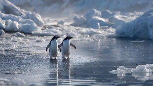 南极企鹅漫步冰雪世界