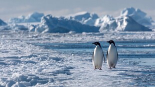 南极冰原上的两只可爱企鹅