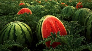 西瓜田中的饱满诱人果实