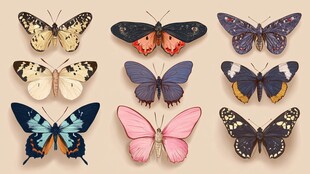 多彩蝴蝶标本展示