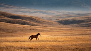 旷野中独行的骏马