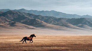 旷野奔马 尽显自由之姿