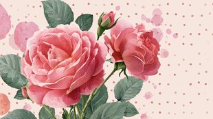 浪漫粉色玫瑰花卉插画