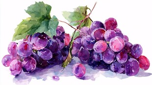 水彩绘就的紫葡萄果实