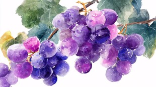 水彩绘紫葡萄与绿叶