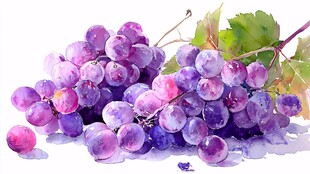 水彩绘紫葡萄与绿叶