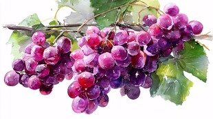 水彩绘紫葡萄与绿叶