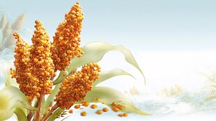 金黄饱满的谷穗