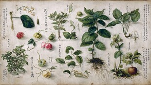 古代植物图谱