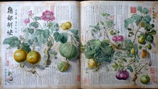 古籍中的蔬果花卉图谱