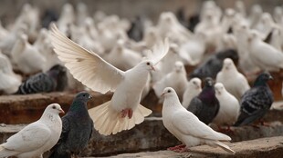 白鸽群集 一只展翅欲飞