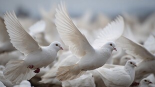 白鸽纷飞 灵动瞬间